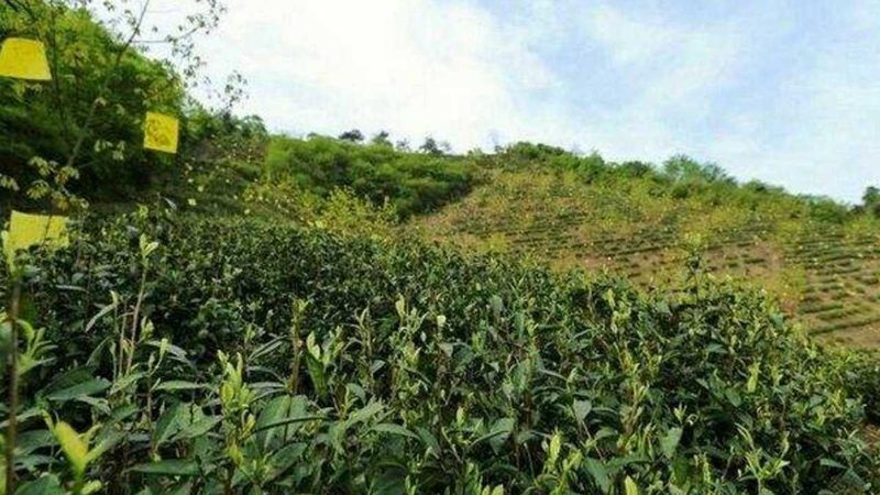 合作社注销公章销毁：流程、费用与注意事项